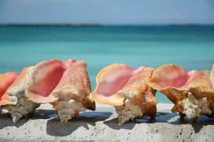 Nassau Bahamas Conch Shells