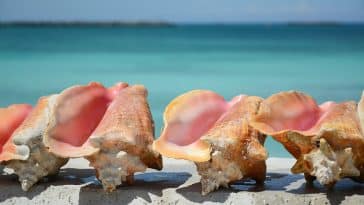 Nassau Bahamas Conch Shells